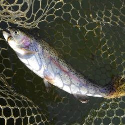 大安トラウトレイク 釣果